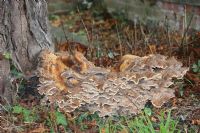 Giant polypore (Meriplus giganteus): Click to enlarge